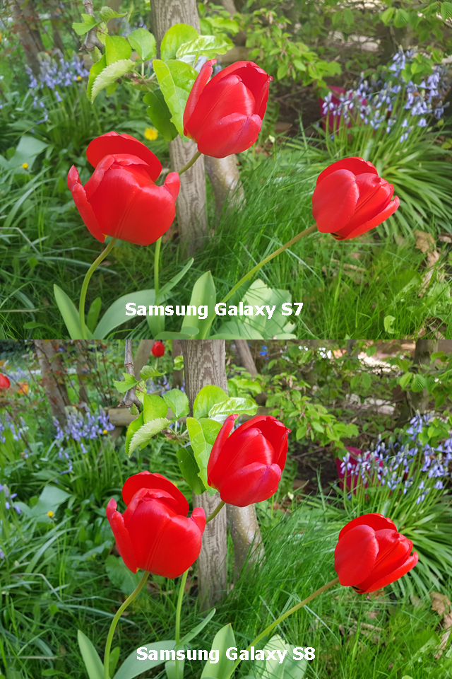 Kameravergleich S7 S8 Tulpe rot